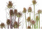 Decoratieve plant DKD Home Decor 40 x 40 x 150 cm Roze Lila Polyethyleen PVC (2 Stuks)