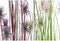 Decoratieve plant DKD Home Decor 40 x 40 x 150 cm Roze Lila Polyethyleen PVC (2 Stuks)
