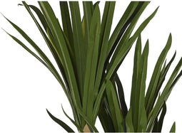 Decoratieve plant DKD Home Decor (80 x 80 x 180 cm)