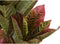 Decoratieve plant DKD Home Decor Bruin Groen PE (50 x 50 x 140 cm)