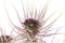 Decoratieve plant DKD Home Decor Bruin Polyethyleen Groen PVC 40 x 40 x 120 cm (2 Stuks)