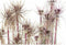 Decoratieve plant DKD Home Decor Bruin Polyethyleen Groen PVC 40 x 40 x 120 cm (2 Stuks)