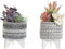Decoratieve plant DKD Home Decor Cactus Hars Polyethyleen 11 x 11 x 21 cm (2 Stuks)