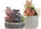 Decoratieve plant DKD Home Decor Cactus Hars Polyethyleen 11 x 11 x 21 cm (2 Stuks)