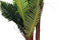 Decoratieve plant DKD Home Decor Groen PE (40 x 40 x 150 cm)