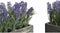 Decoratieve plant DKD Home Decor Hout Polyethyleen 32 x 14 x 19,5 cm (2 Stuks)