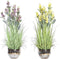 Decoratieve plant DKD Home Decor Porselein Roze Polyethyleen Geel 20 x 20 x 66 cm (2 Stuks)
