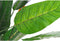 Decoratieve plant DKD Home Decor PVC Plastic 100 x 100 x 145 cm
