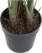 Decoratieve plant DKD Home Decor PVC Plastic 100 x 100 x 145 cm
