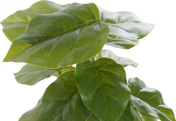 Decoratieve plant DKD Home Decor PVC Polypropyleen 20 x 20 x 30 cm