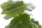 Decoratieve plant DKD Home Decor PVC Polypropyleen 20 x 20 x 30 cm