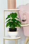 Decoratieve plant DKD Home Decor PVC Polypropyleen 20 x 20 x 30 cm