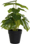 Decoratieve plant DKD Home Decor PVC Polypropyleen 20 x 20 x 30 cm