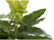 Decoratieve plant DKD Home Decor PVC Polypropyleen 25 x 25 x 30 cm