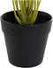 Decoratieve plant DKD Home Decor PVC Polypropyleen 25 x 25 x 30 cm