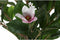 Decoratieve plant DKD Home Decor Roze Groen PE (60 x 60 x 125 cm)