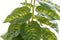 Decoratieve plant DKD Home Decor Zwart Groen PVC PP (20 x 20 x 30 cm)