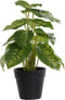 Decoratieve plant DKD Home Decor Zwart Groen PVC PP (20 x 20 x 30 cm)