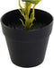 Decoratieve plant DKD Home Decor Zwart Groen PVC PP (25 x 25 x 30 cm)