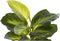 Decoratieve plant DKD Home Decor Zwart Groen PVC PP (25 x 25 x 30 cm)