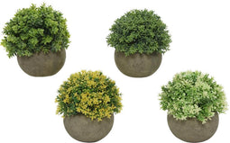Decoratieve plant Everlands Ø 12 cm Bloempot