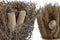 Decoratieve plant Home ESPRIT Bloem 13 x 13 x 25 cm (2 Stuks) (12 Stuks)