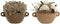 Decoratieve plant Home ESPRIT Bloem 22 x 22 x 14 cm (2 Stuks)