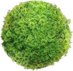 Decoratieve plant Klot Mos 20 x 20 x 20 cm