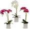 Decoratieve plant Orchidee 18 x 47 x 14 cm Plastic (6 Stuks)