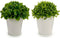 Decoratieve plant Plastic 13 x 17 x 13 cm (12 Stuks)