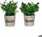 Decoratieve plant Plastic 16 x 22 x 16 cm (12 Stuks)