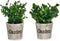 Decoratieve plant Plastic 16 x 22 x 16 cm (12 Stuks)