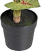 Decoratieve plant Rood Groen PVC 40 x 35 x 55 cm