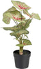 Decoratieve plant Rood Groen PVC 40 x 35 x 55 cm