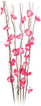 Decoratieve plant