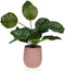 Decoratieve plant Versa 15 x 44 x 15 Cement Plastic