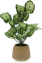 Decoratieve plant Versa 15 x 52 x 15 cm Cement Plastic