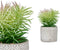 Decoratieve plant Vetplant Hout Plastic 12 x 22 x 12 cm (8 Stuks)