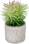 Decoratieve plant Vetplant Hout Plastic 12 x 22 x 12 cm (8 Stuks)