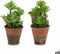 Decoratieve plant Vetplant Plastic 16 x 23 x 16 cm (12 Stuks)