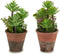 Decoratieve plant Vetplant Plastic 16 x 23 x 16 cm (12 Stuks)