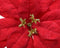 Decoris Poinsettia kerstster velvet op clip Dia 16cm