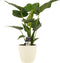 Decorum Alocasia Cucullata - Elho brussels soap – ↨ 65cm – ⌀ 19cm
