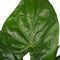 Decorum Alocasia Cucullata - Elho brussels soap – ↨ 65cm – ⌀ 19cm