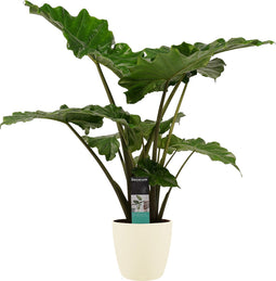 Decorum Alocasia Portodora - Elho brussels soap – ↨ 80cm – ⌀ 21cm