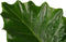 Decorum Alocasia Portodora - Elho brussels soap – ↨ 80cm – ⌀ 21cm