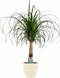 Decorum Beaucarnea Recht met Elho brussels soap – ↨ 70cm – ⌀ 21cm