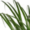 Decorum Beaucarnea Recht met Elho brussels soap – ↨ 70cm – ⌀ 21cm