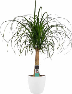 Decorum Beaucarnea Recht met Elho brussels white – ↨ 70cm – ⌀ 21cm