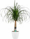 Decorum Beaucarnea Recht met Elho brussels white – ↨ 70cm – ⌀ 21cm